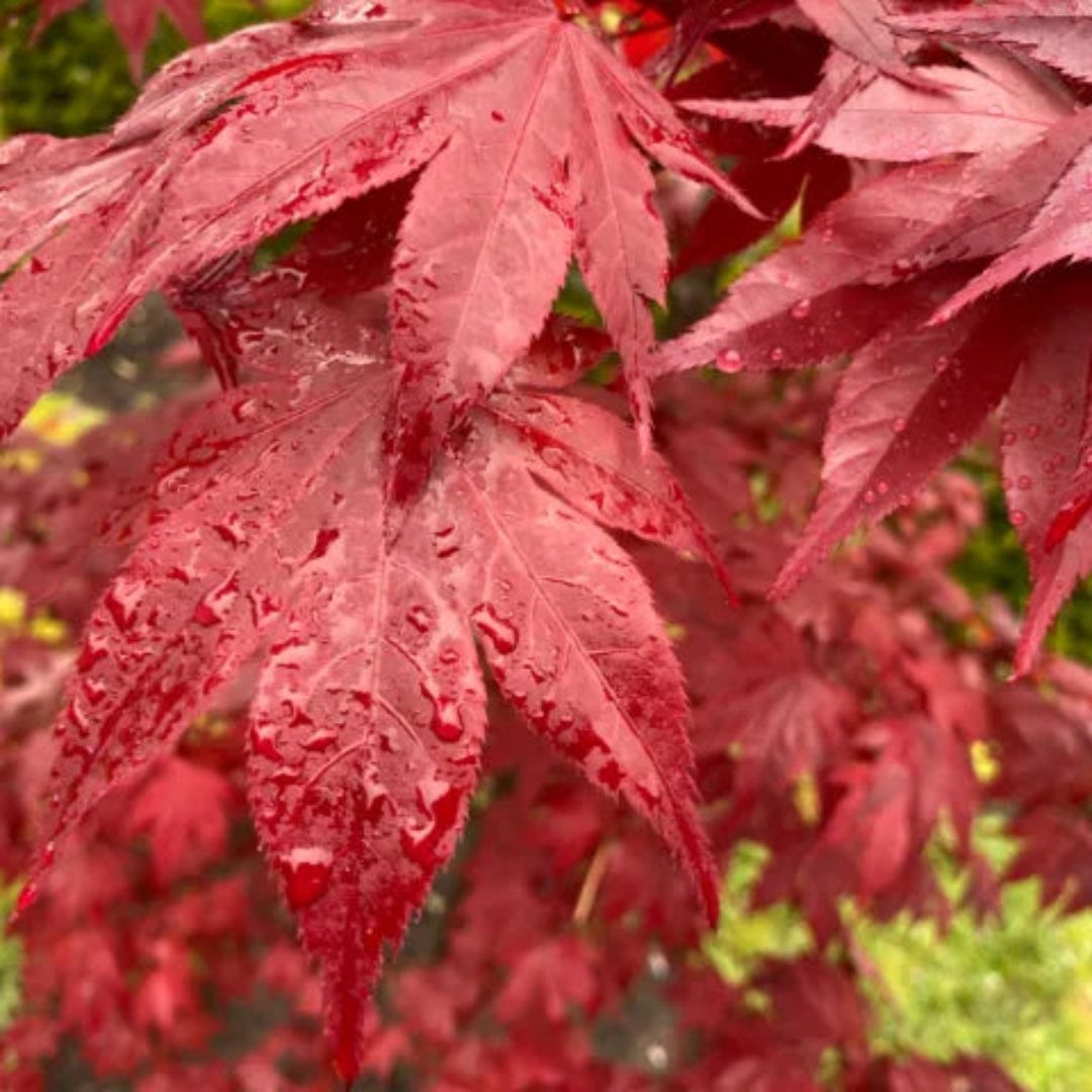 Okagami Japanese Maple