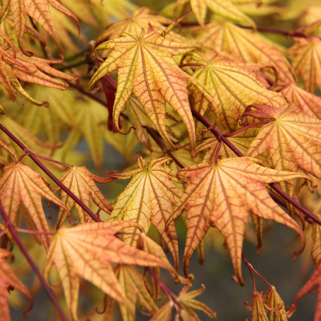 Peaches and Cream Japanese Maple