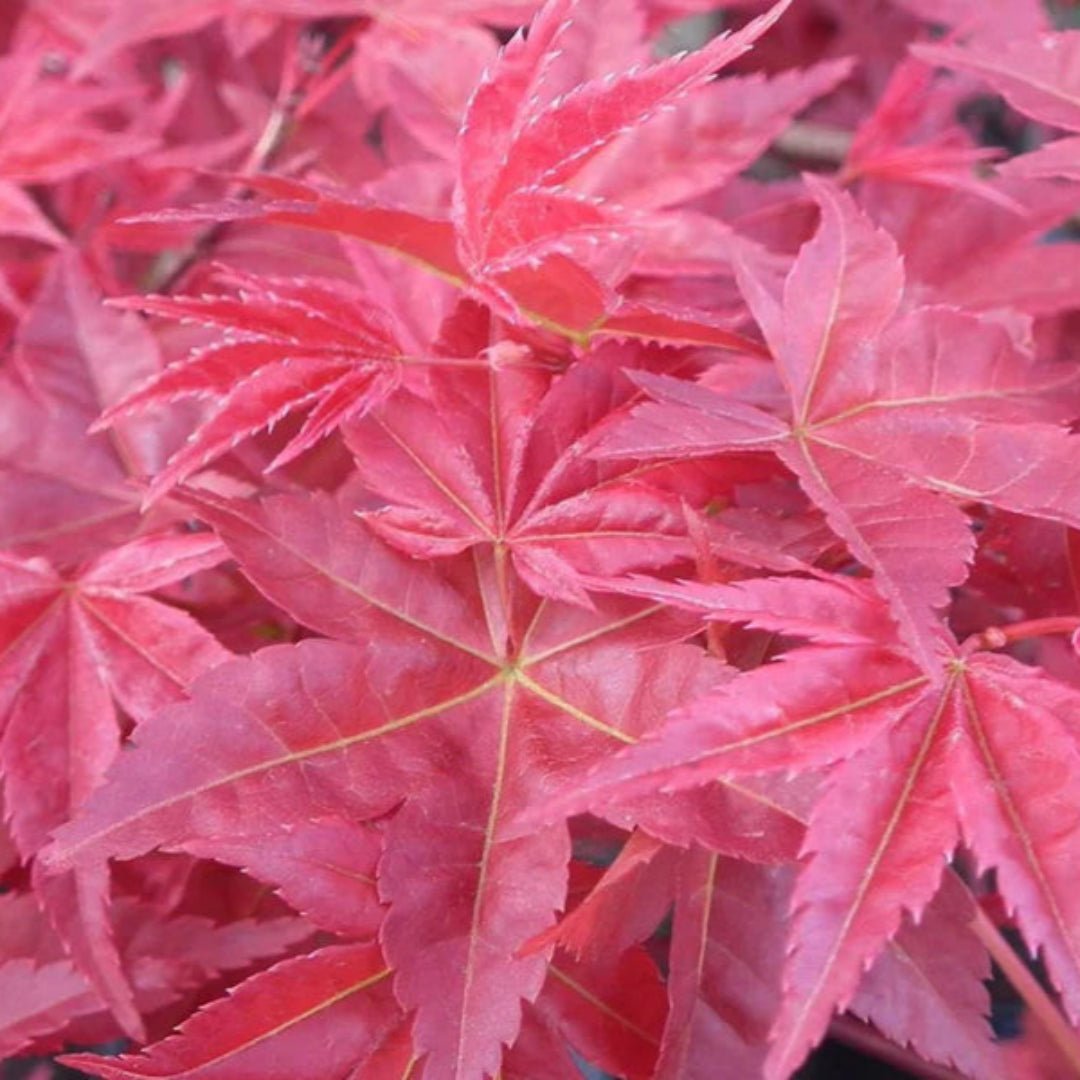 Chishio Improved Japanese Maple