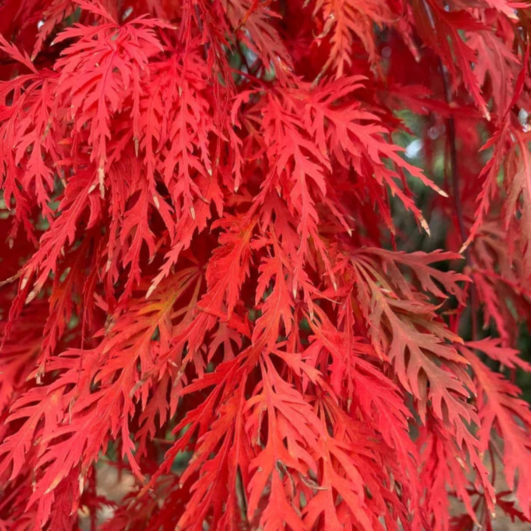 Orangeola Japanese Maple showing bright orange-red cascading foliage
