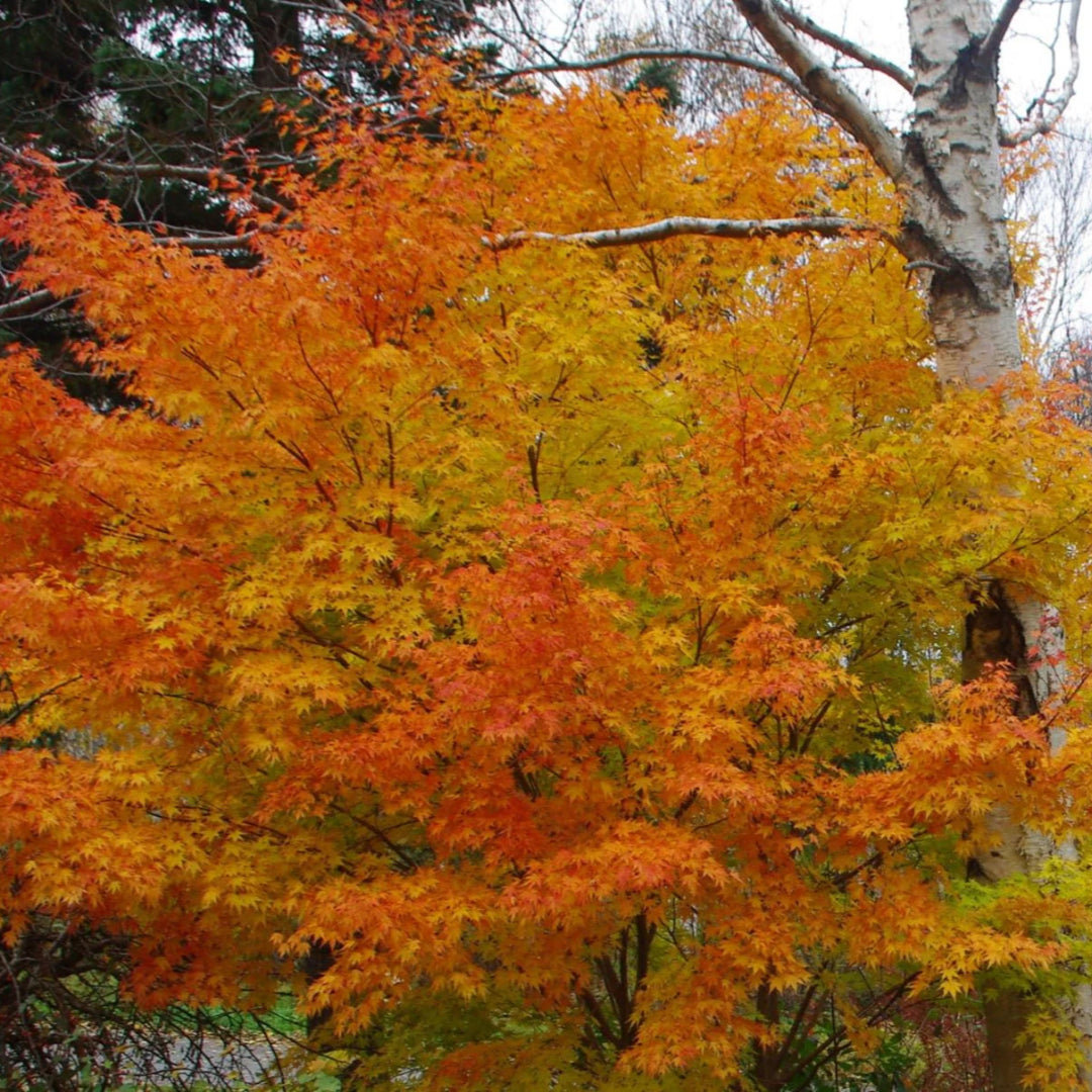 Sango Kaku Japanese Maple showing fall leaf color and vibrant coral stems