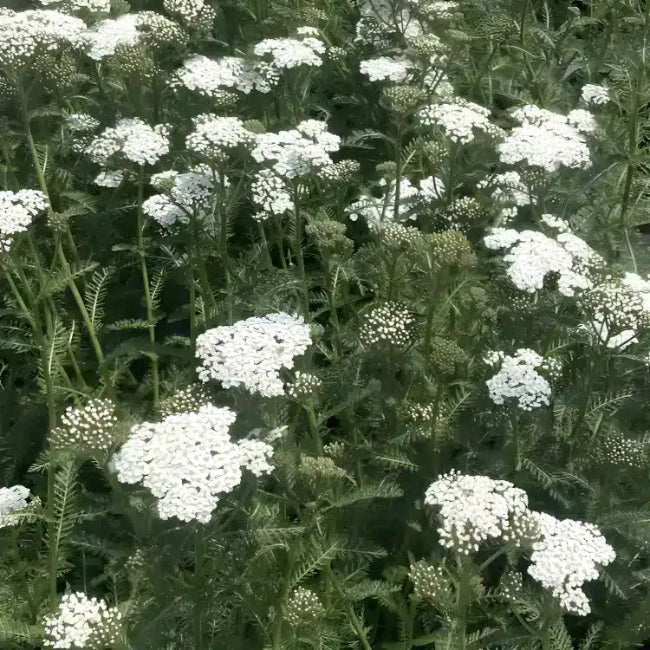 Achillea New Vintage Series &