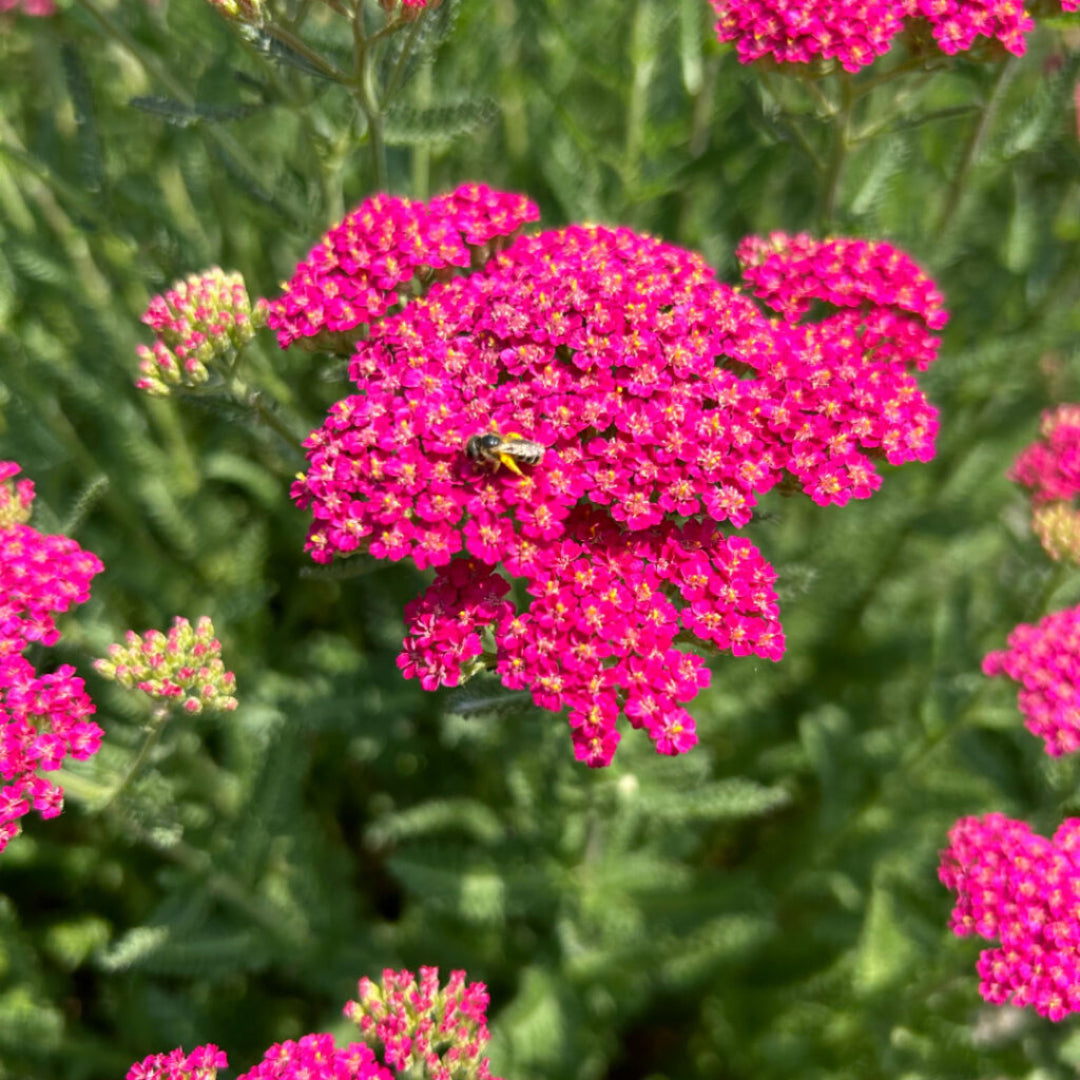 Achillea New Vintage Series &