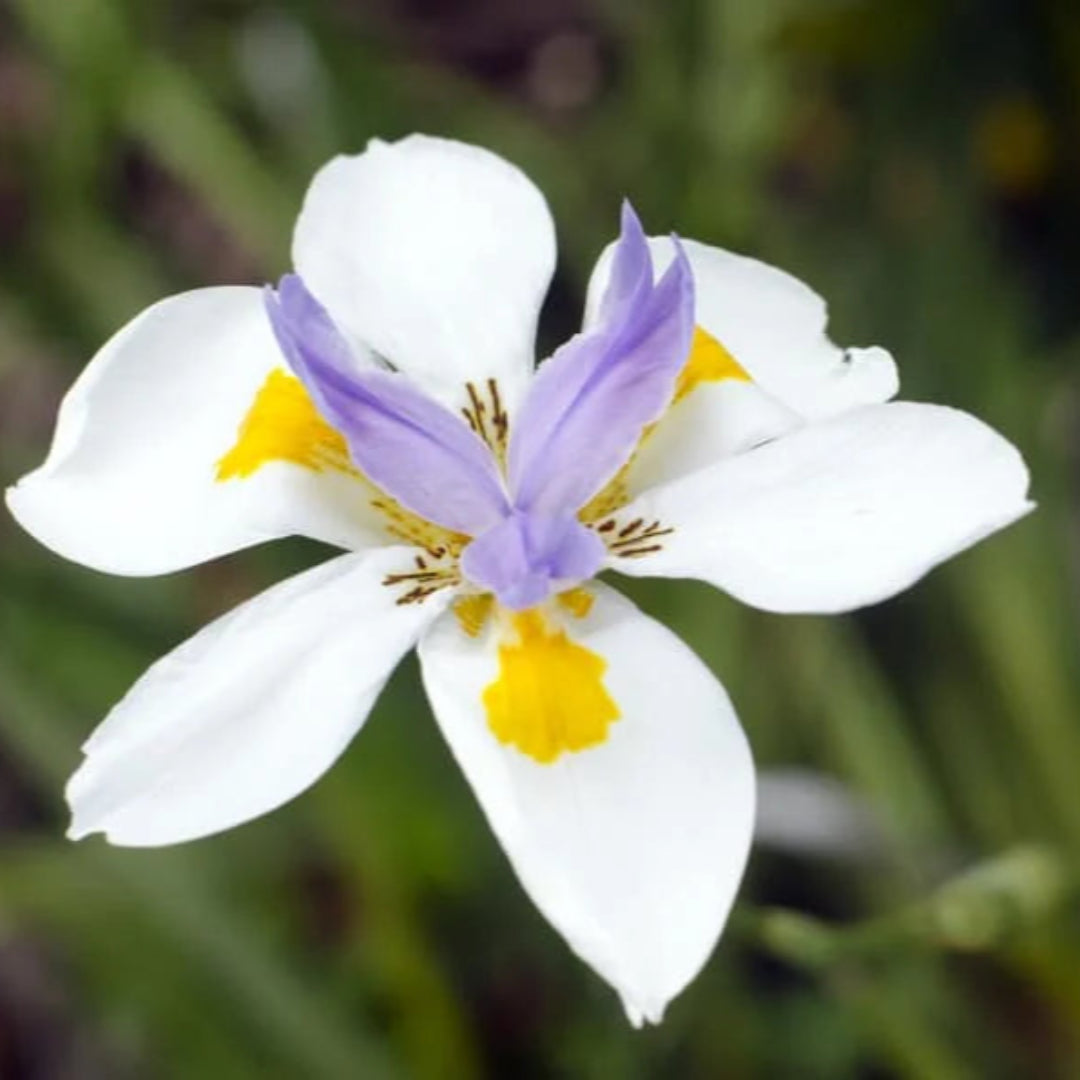 African Iris ( Yellow Flag )