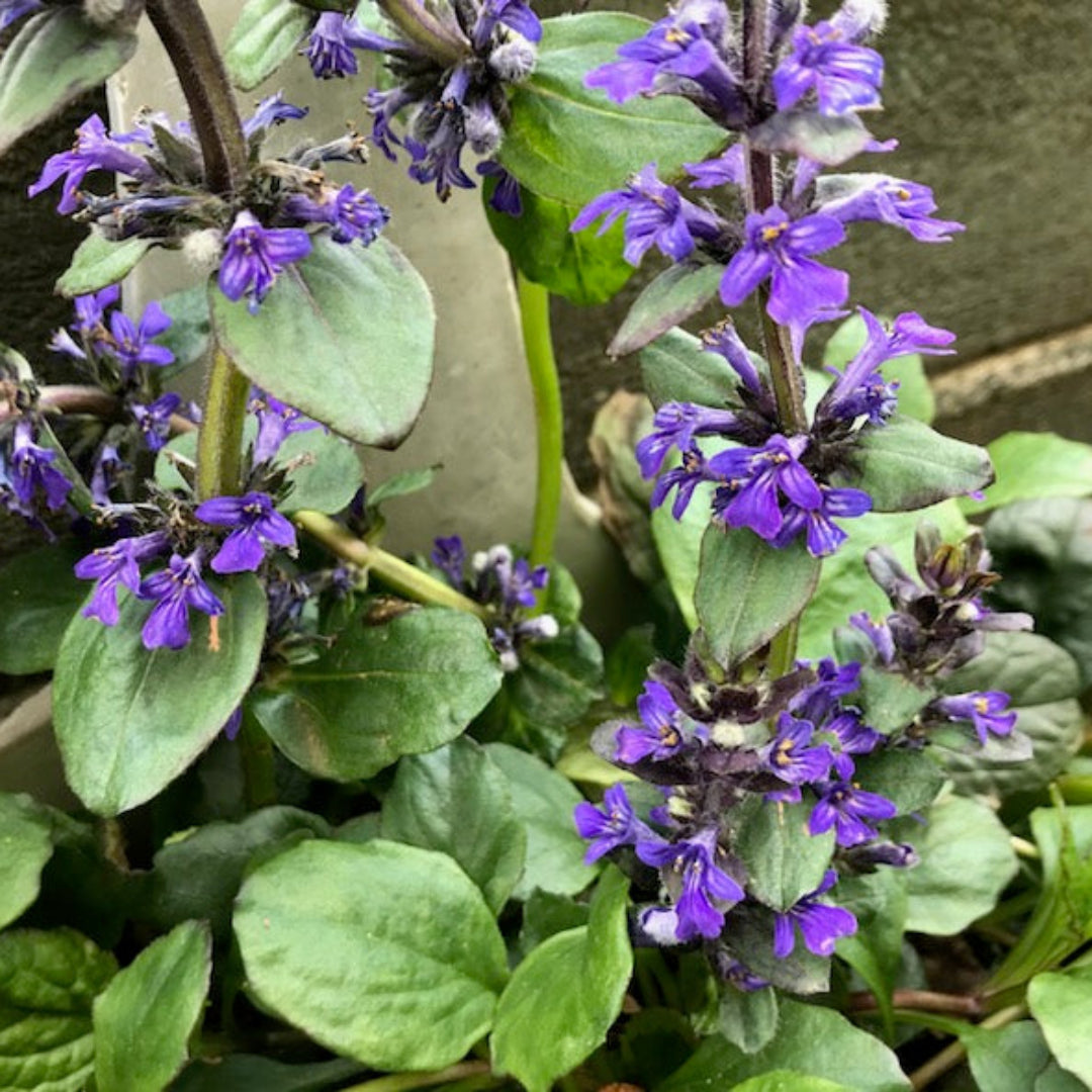 Ajuga Reptans &