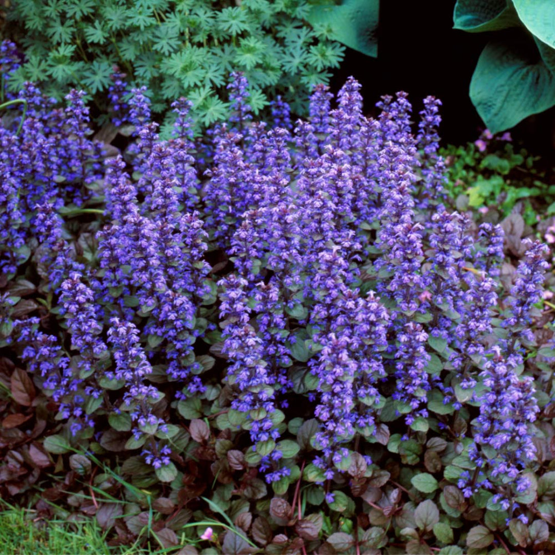 Ajuga reptans with blue flower spikes