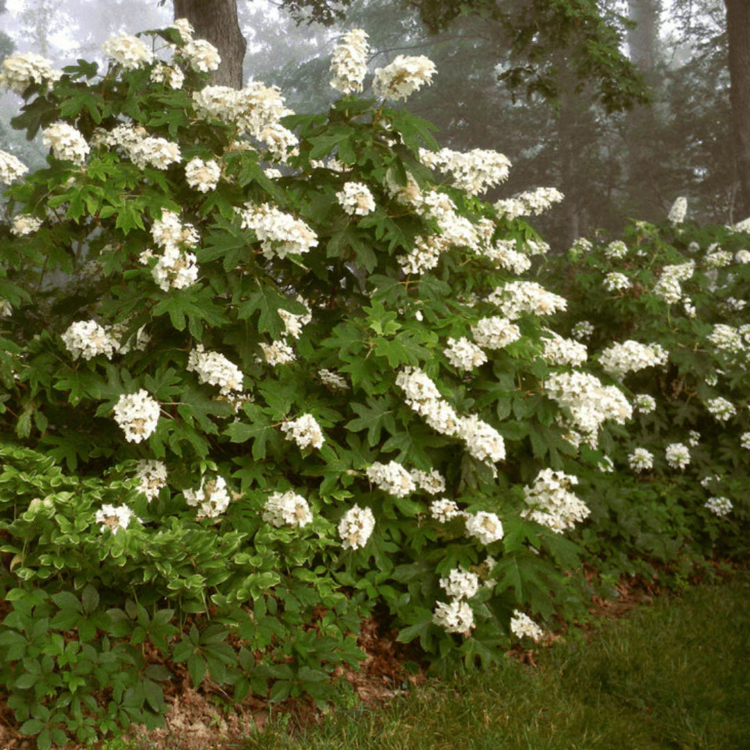 Alice Oakleaf Hydrangea