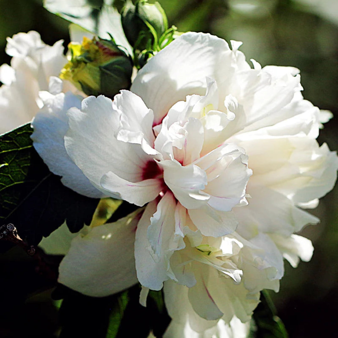 Blooming White Althea Rose of Sharon in landscape view