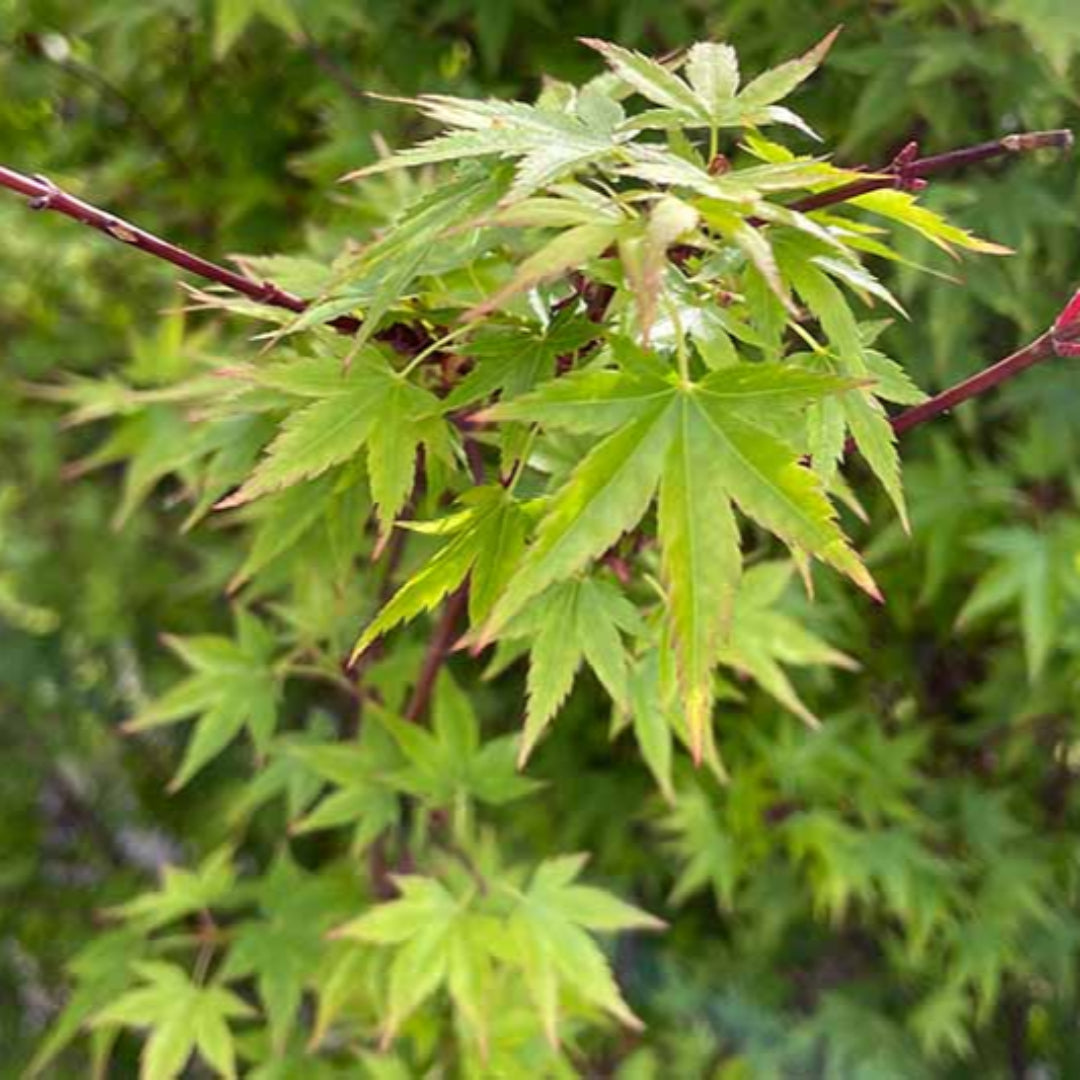 Amber Ghost Japanese Maple