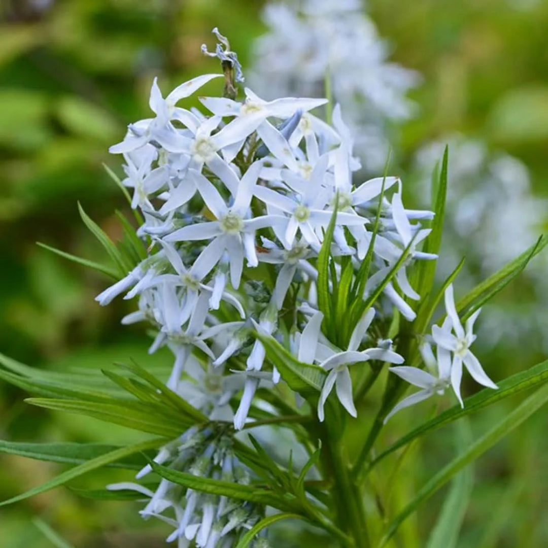 Amsonia Hubrichtii Blue Star