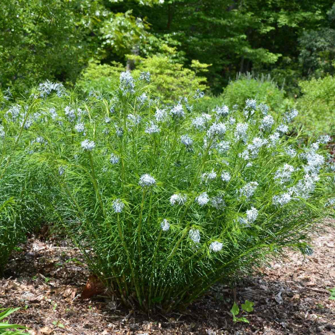 Amsonia Hubrichtii Blue Star