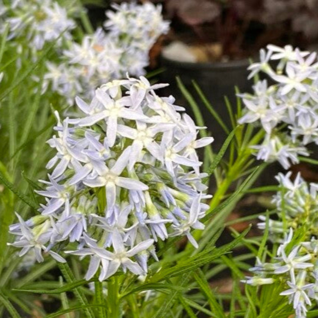 Amsonia &