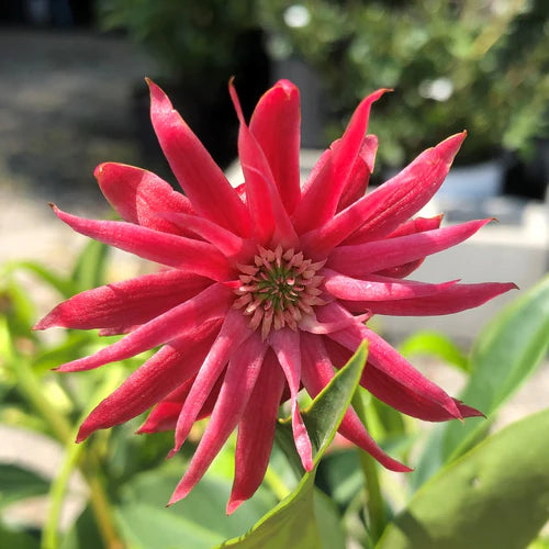Florida Anise Tree Densely Leaved,