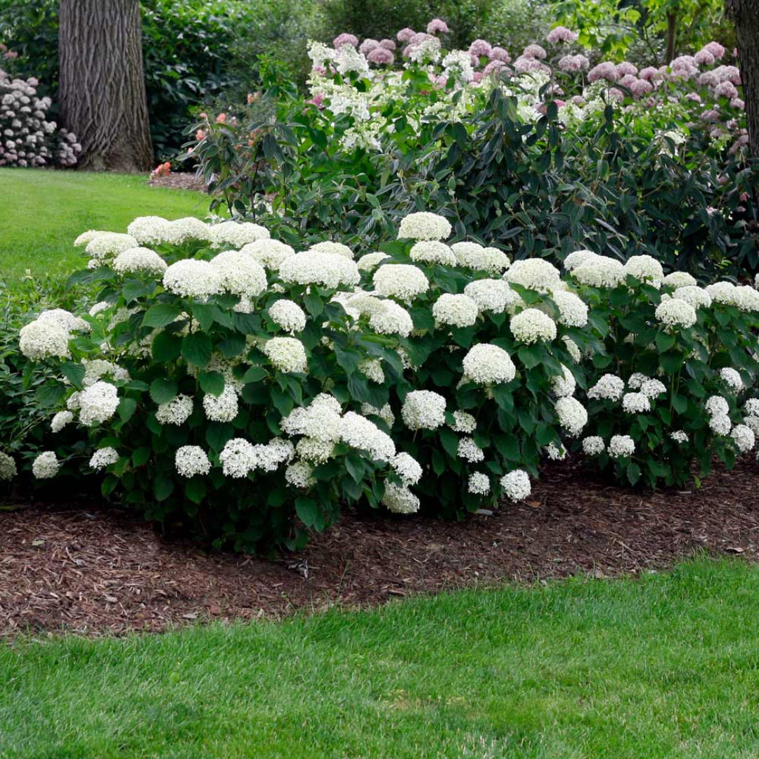 Annabelle Hydrangea (White Hydrangea)