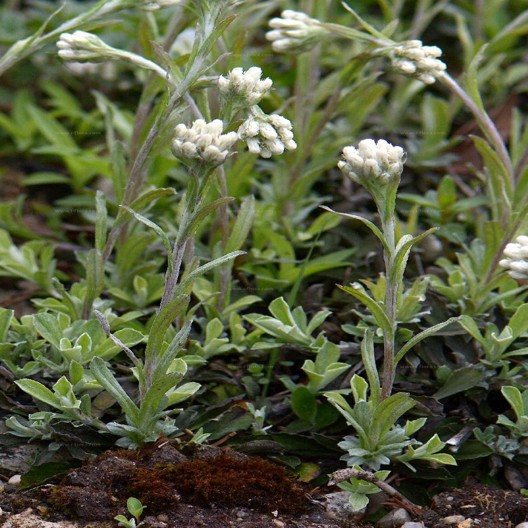 Antennaria carpatica &