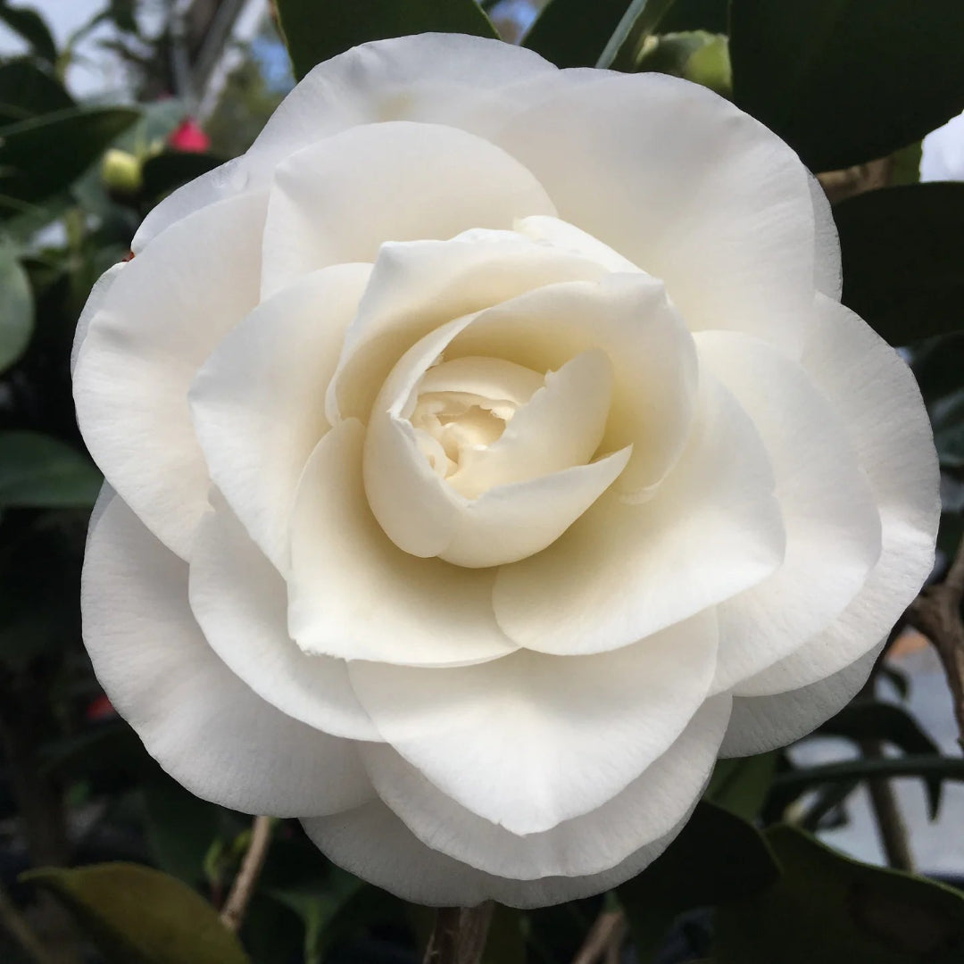 April Snow Camellia-Cold Hardy to 5*F with Lovely Snow White Blooms