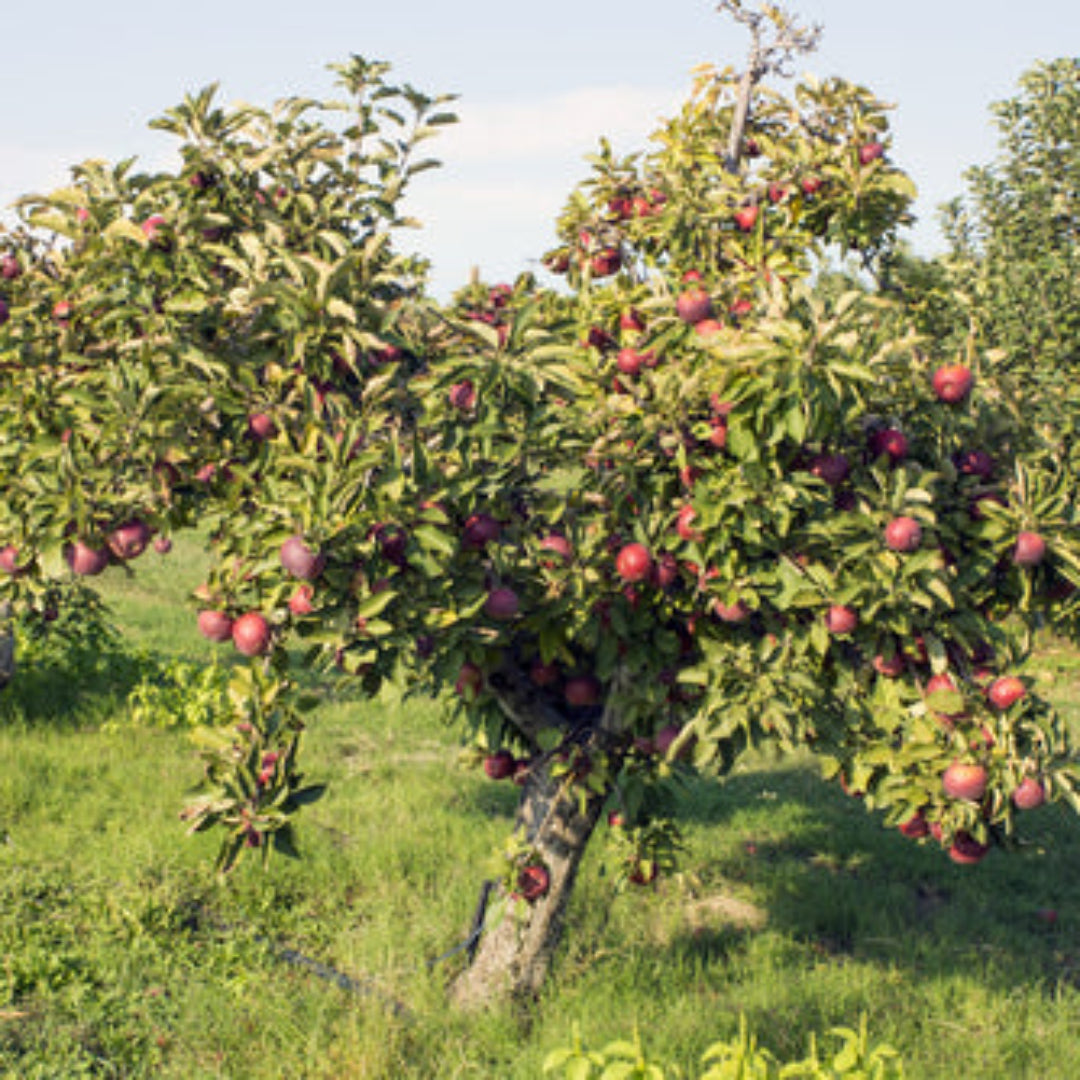 Arkansas Black Apple Tree