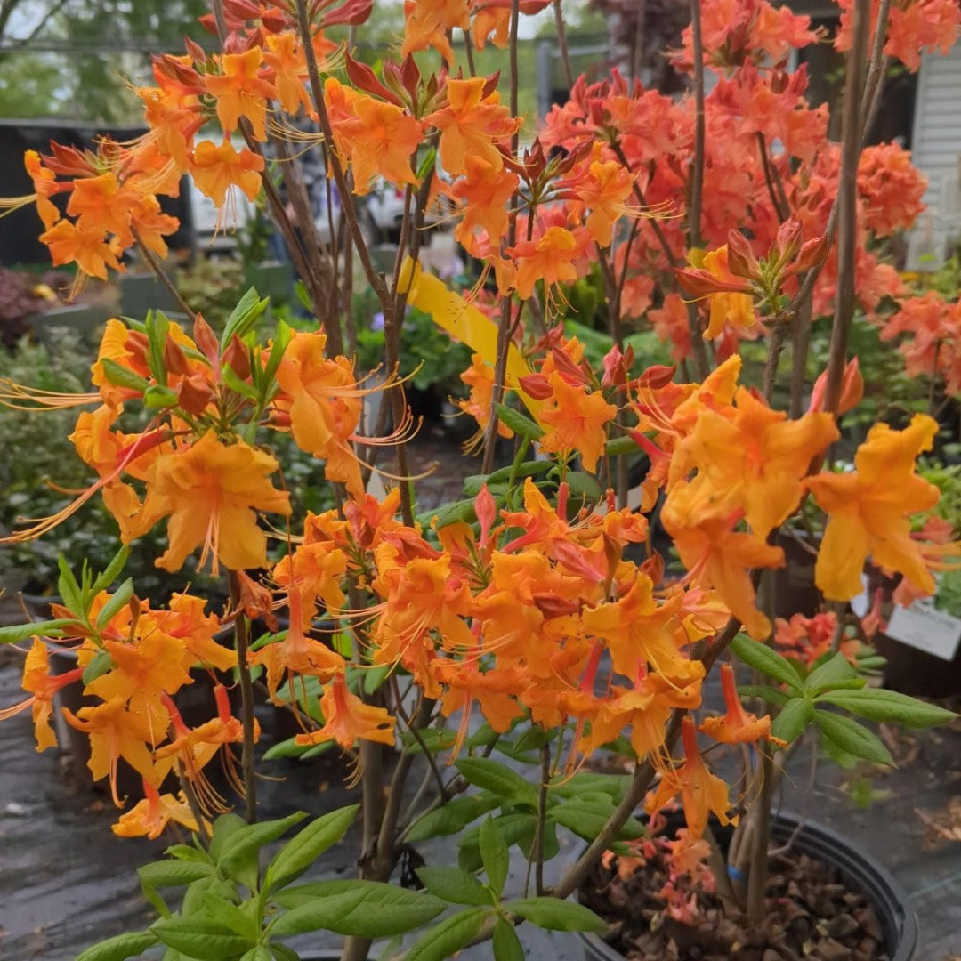 Rhododendron Aromi Sunrise Native Azalea