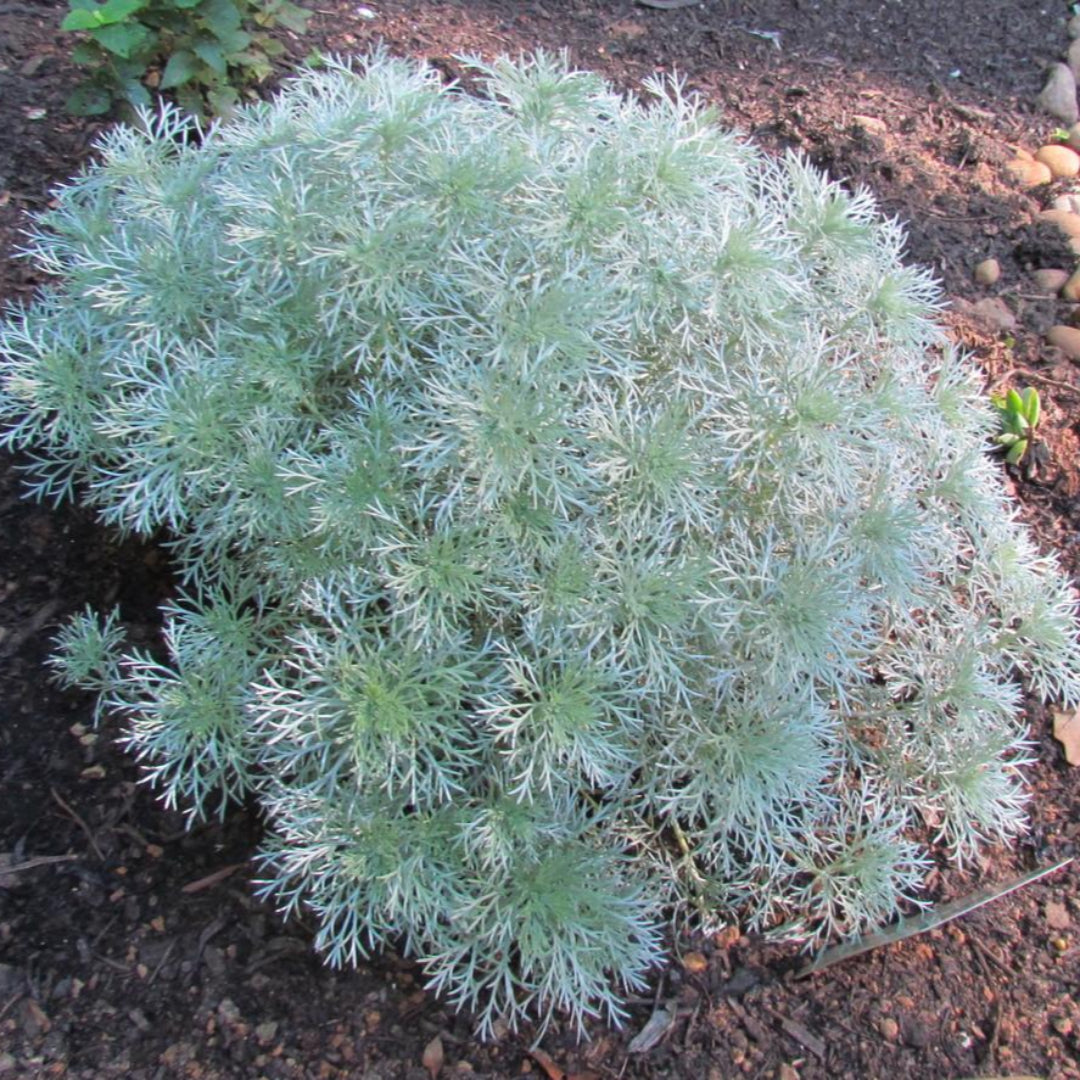 Artemisia Schmidtiana &