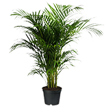 Artificial Plants Artificial Plants