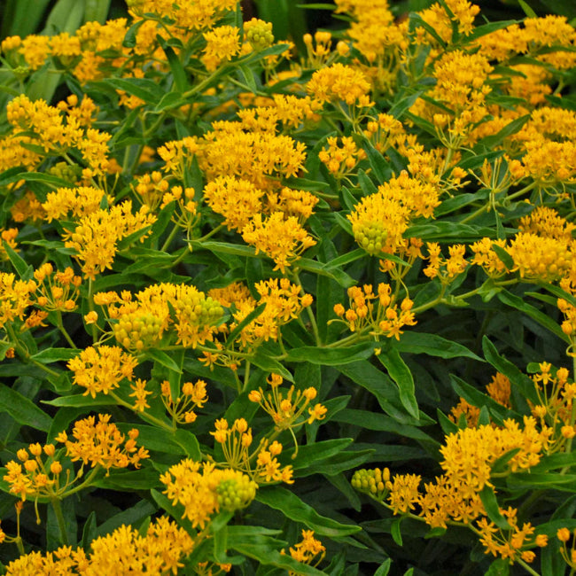 Asclepias tuberosa &