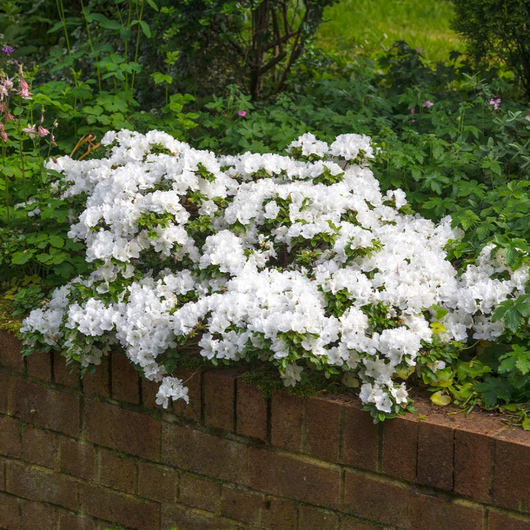 White flowering Encore Azalea shrub in bloom
