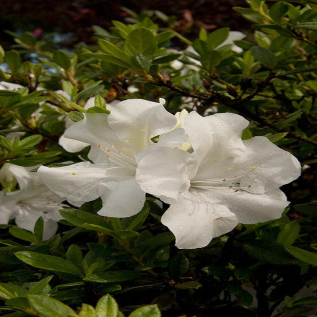 Autumn Ivory Encore Azalea