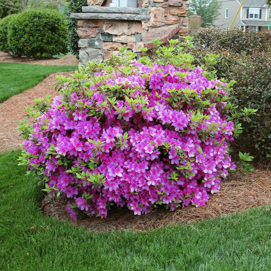 Bloom N Again Lavender Twist Azalea