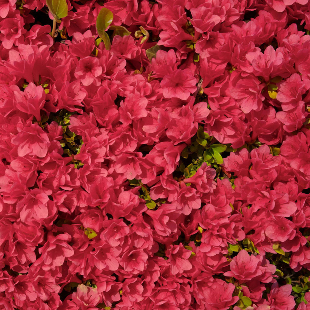 Ruby Autumn Encore Azalea