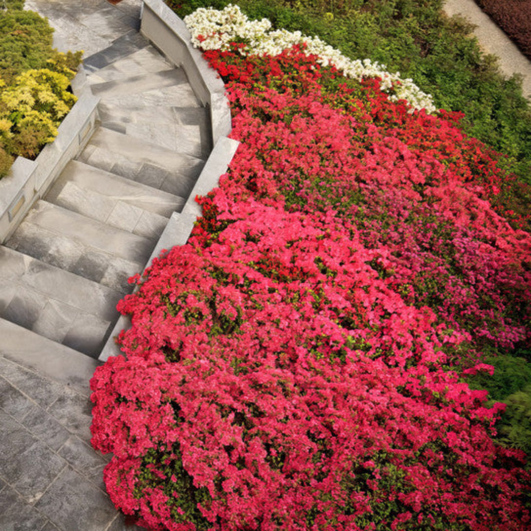 Ruby Autumn Encore Azalea