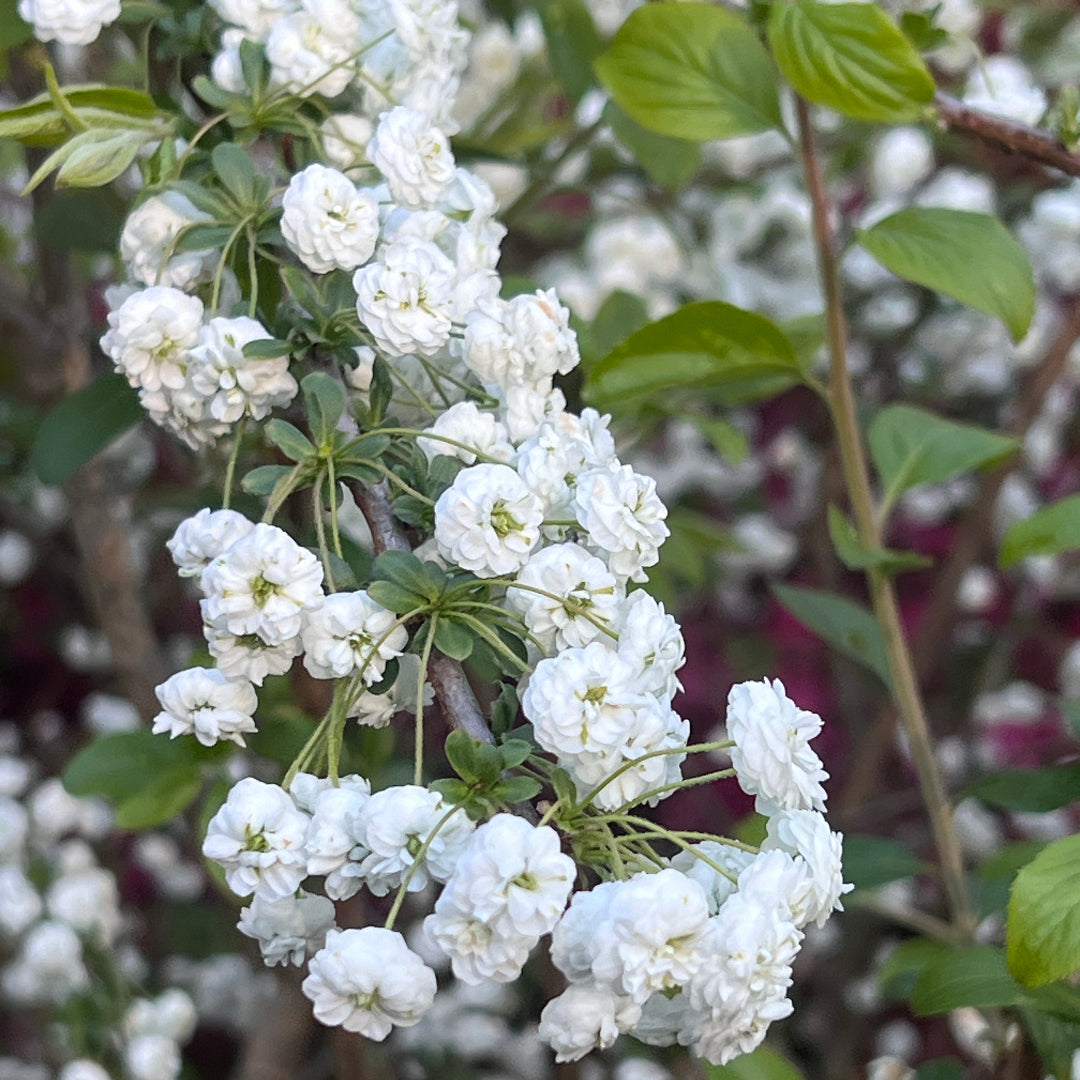 Spirea Prunifolia