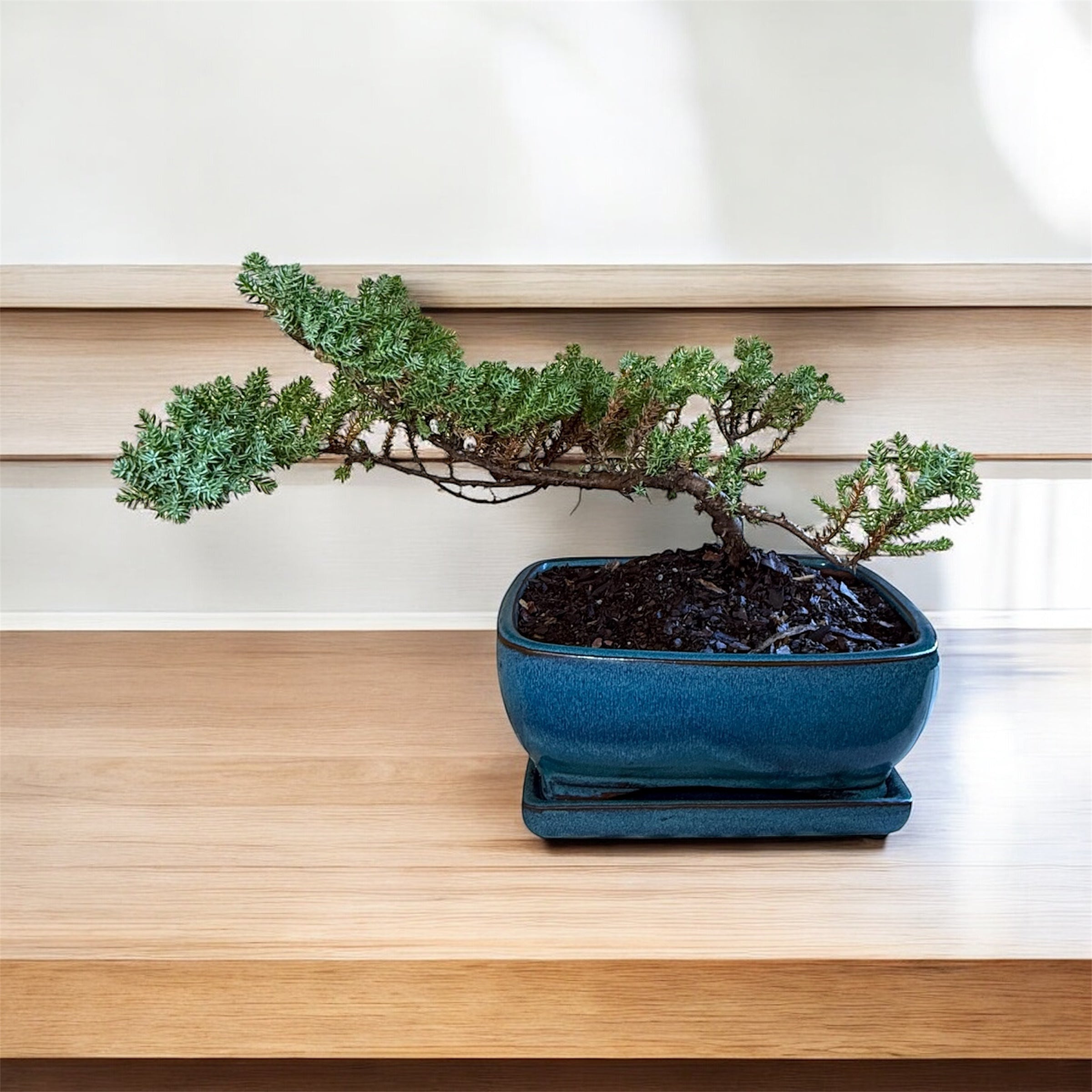 Bonsai tree in a blue pot on a wooden surface with a white wall background