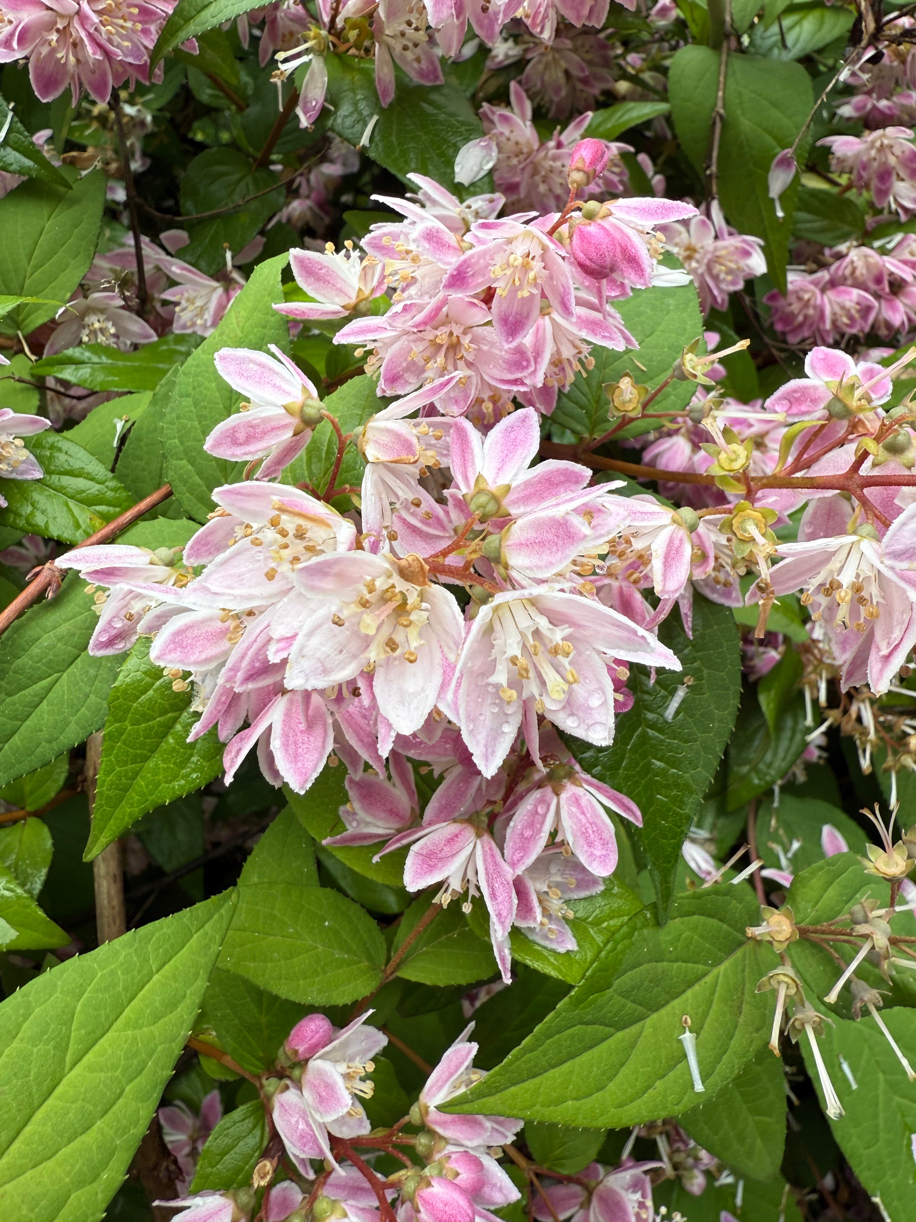Pink Magicien Deutzia