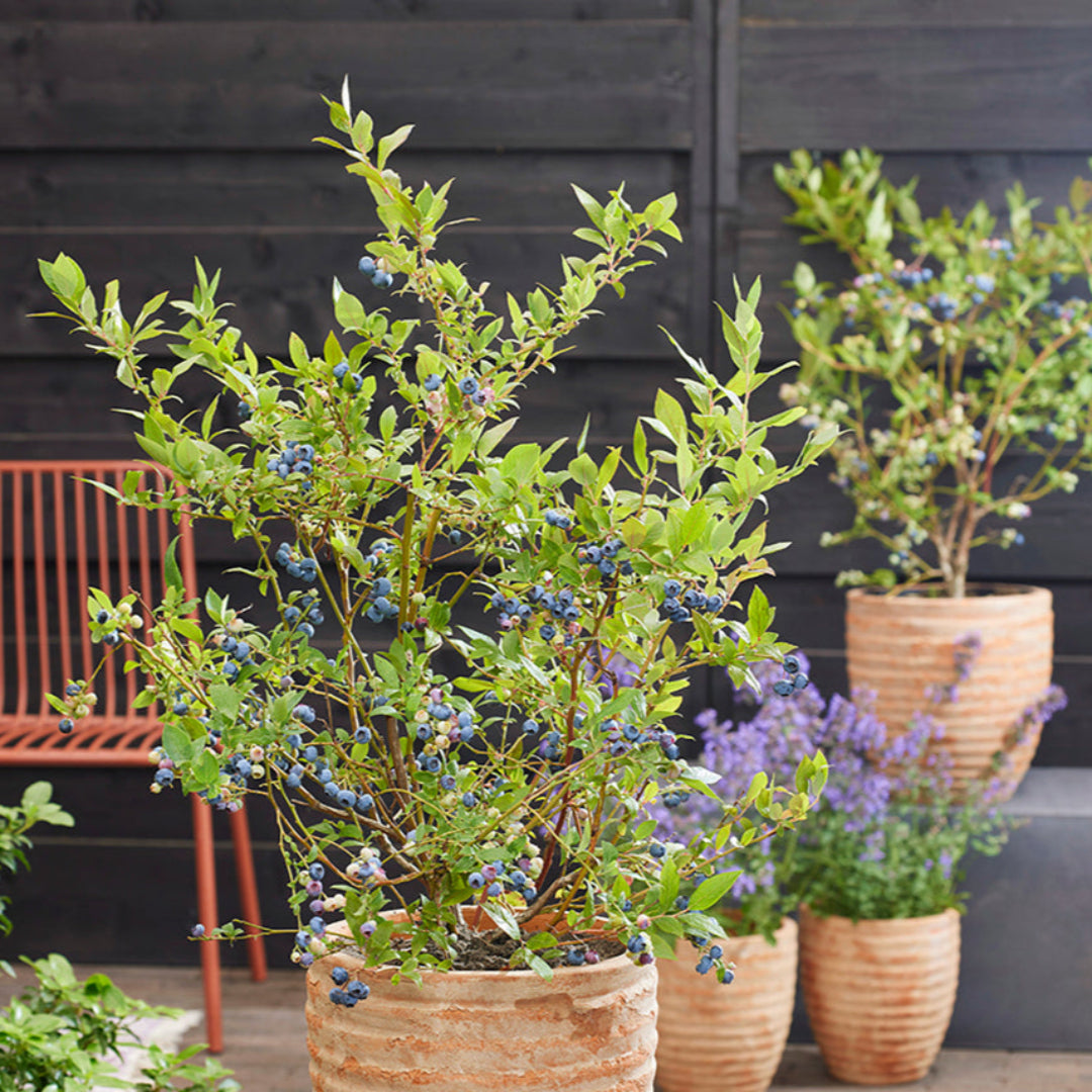 Blue Suede Blueberry Bush