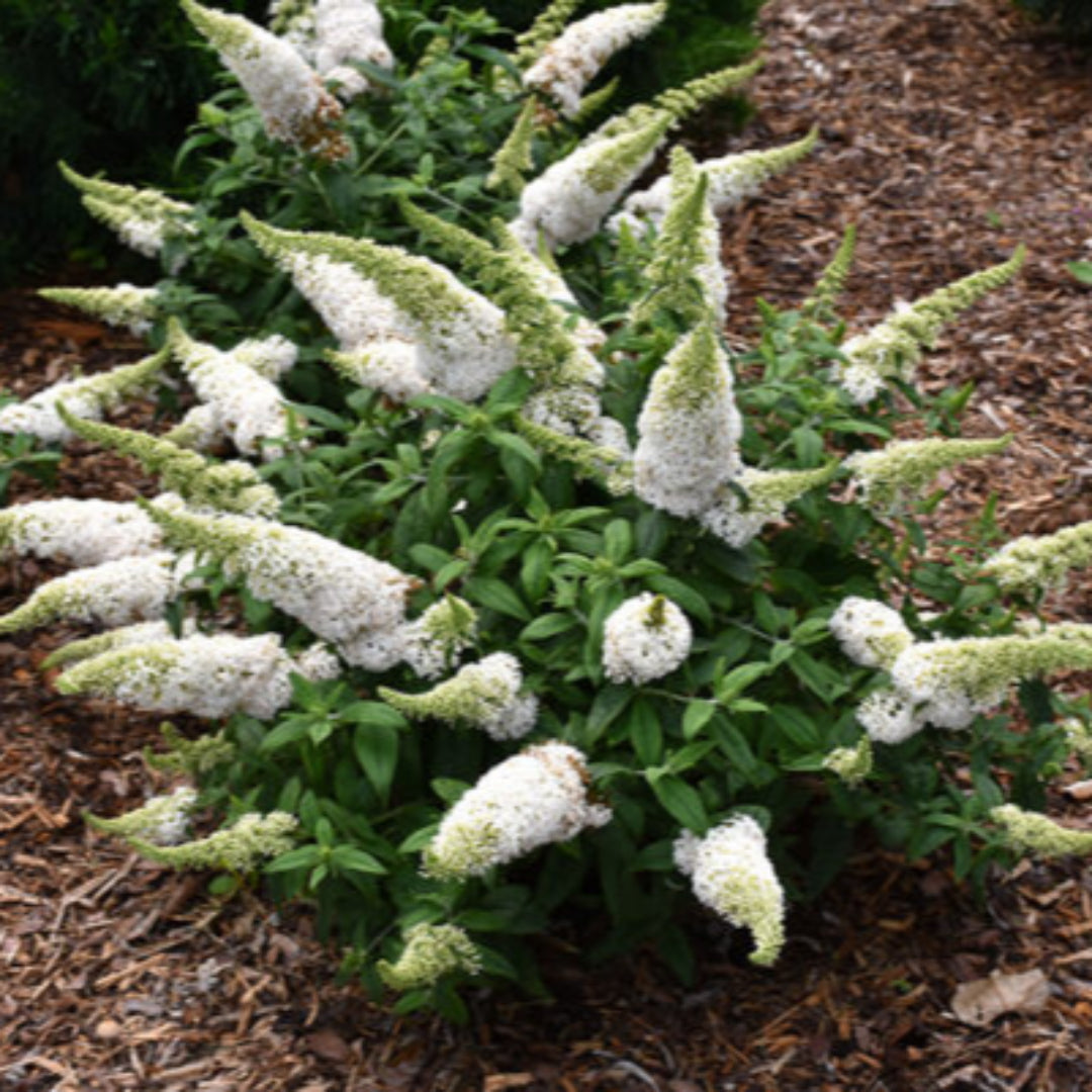 Buddleia Pugster White Dwarf Butterfly Bush
