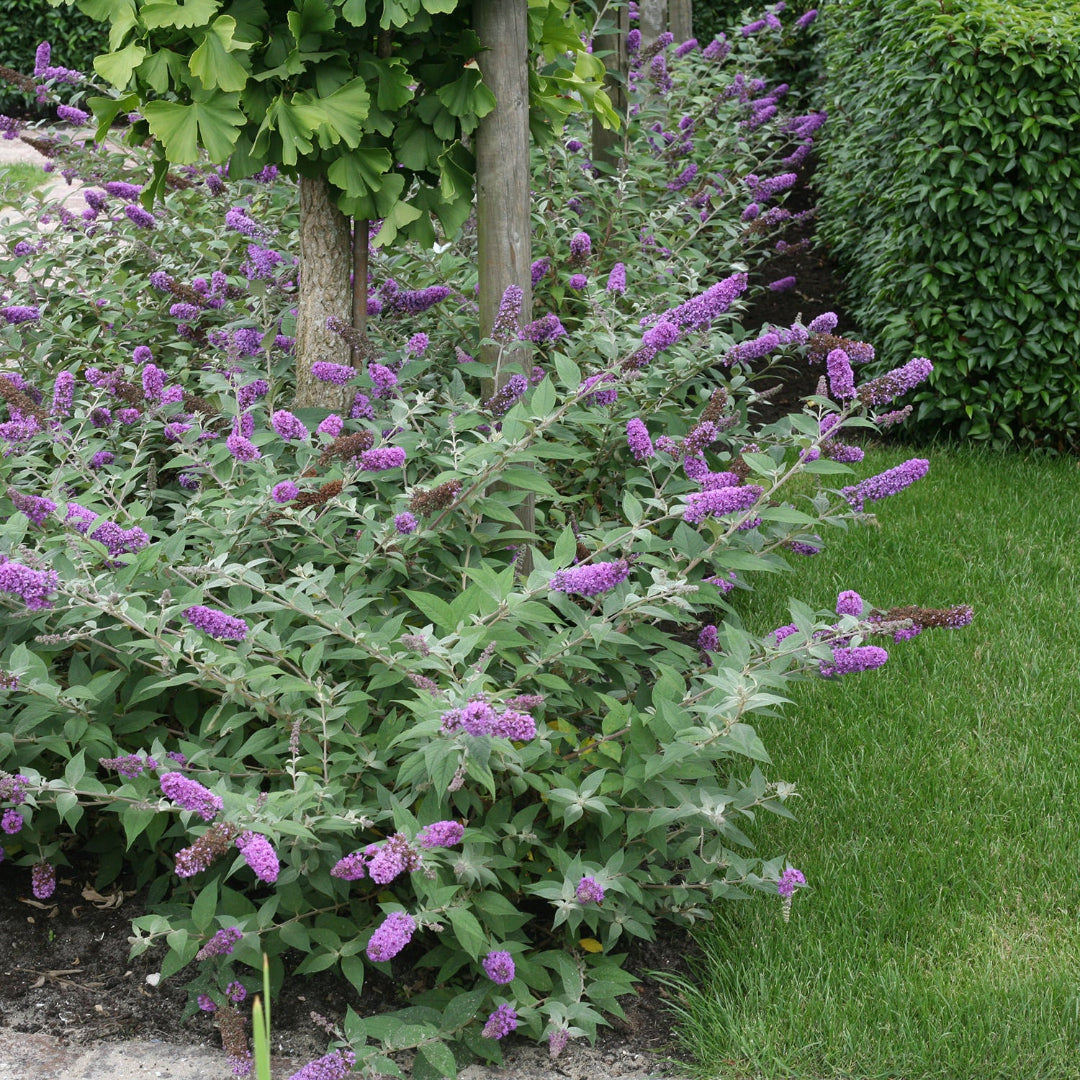 Buddleia Lo & Behold Tm Blue Chip Butterfly Bush