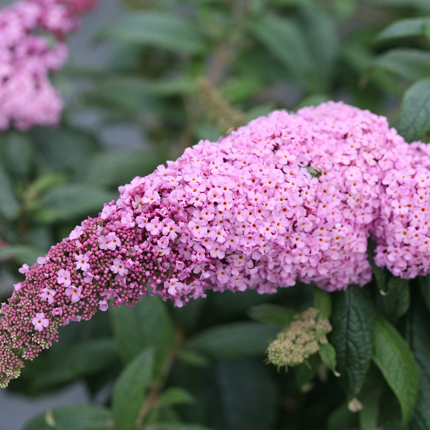 Buddleia Pugster Pink Butterfly Bush