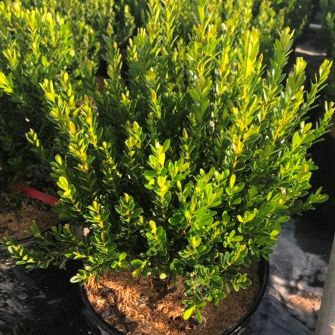 Baby Jade Boxwood