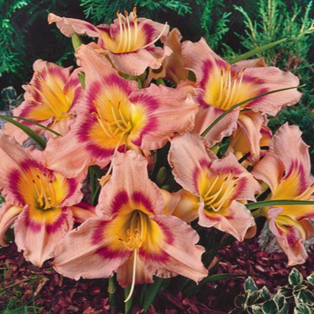 Bellaboo Daylily, Large Pale Purple Blooms with An Gorgeous Purple Band with Lemon Yellow Throat, Blooms For Long Time with Lots of Blooms.
