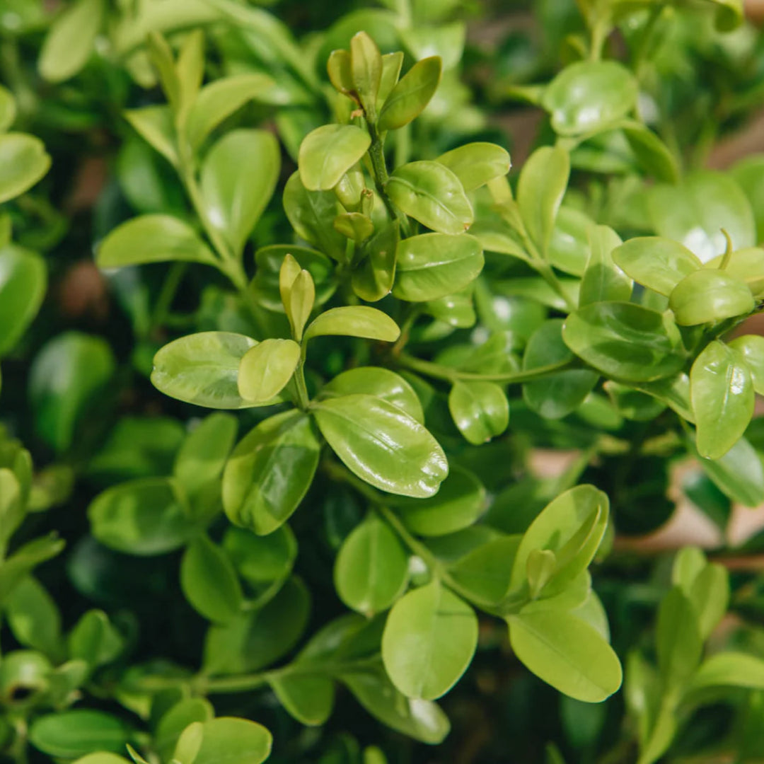 Better Boxwood Heritag