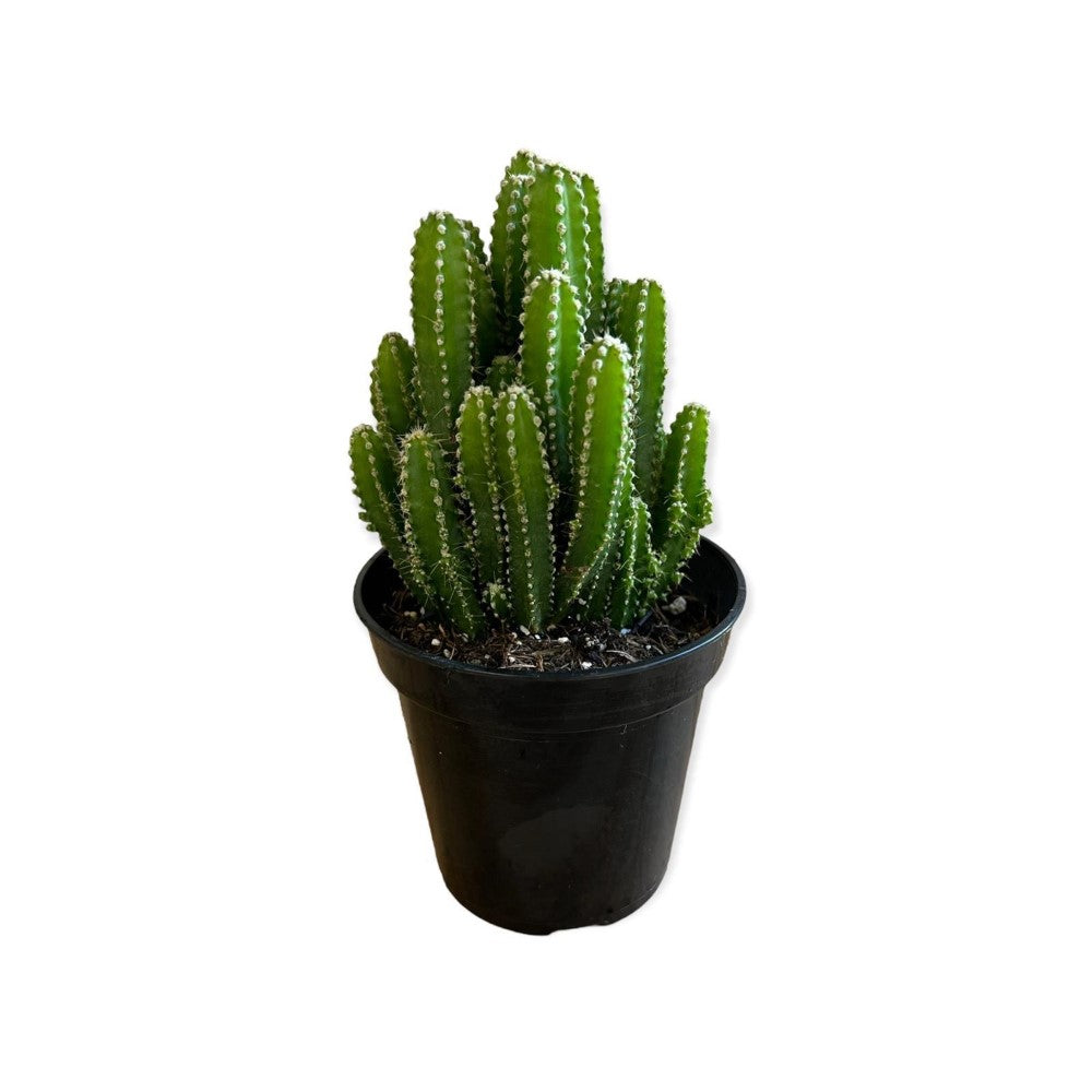 Gorgeous Live Fairy Cactus in Pot of your Choice