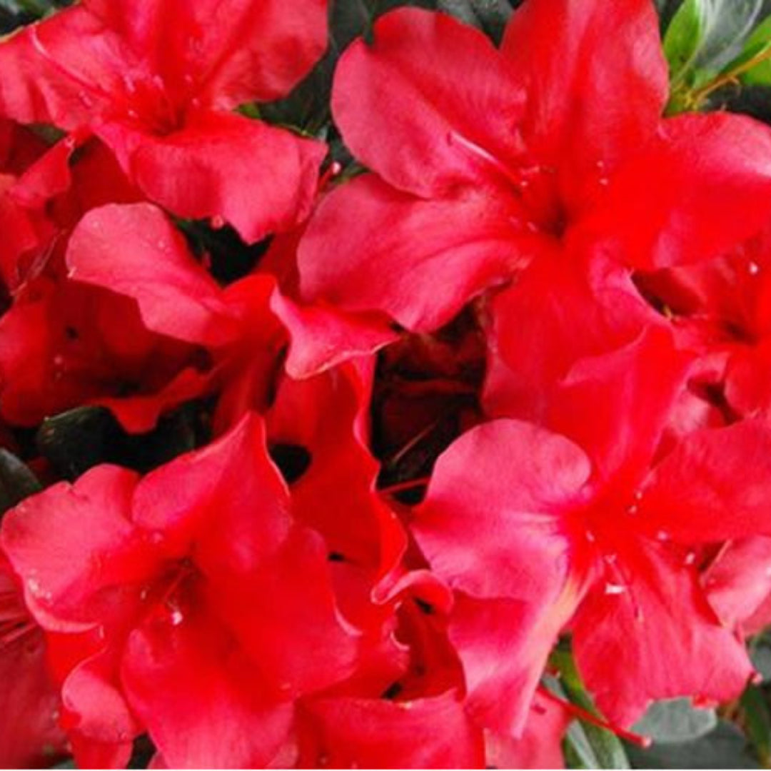 Bloom N Again Fireside Red Azalea