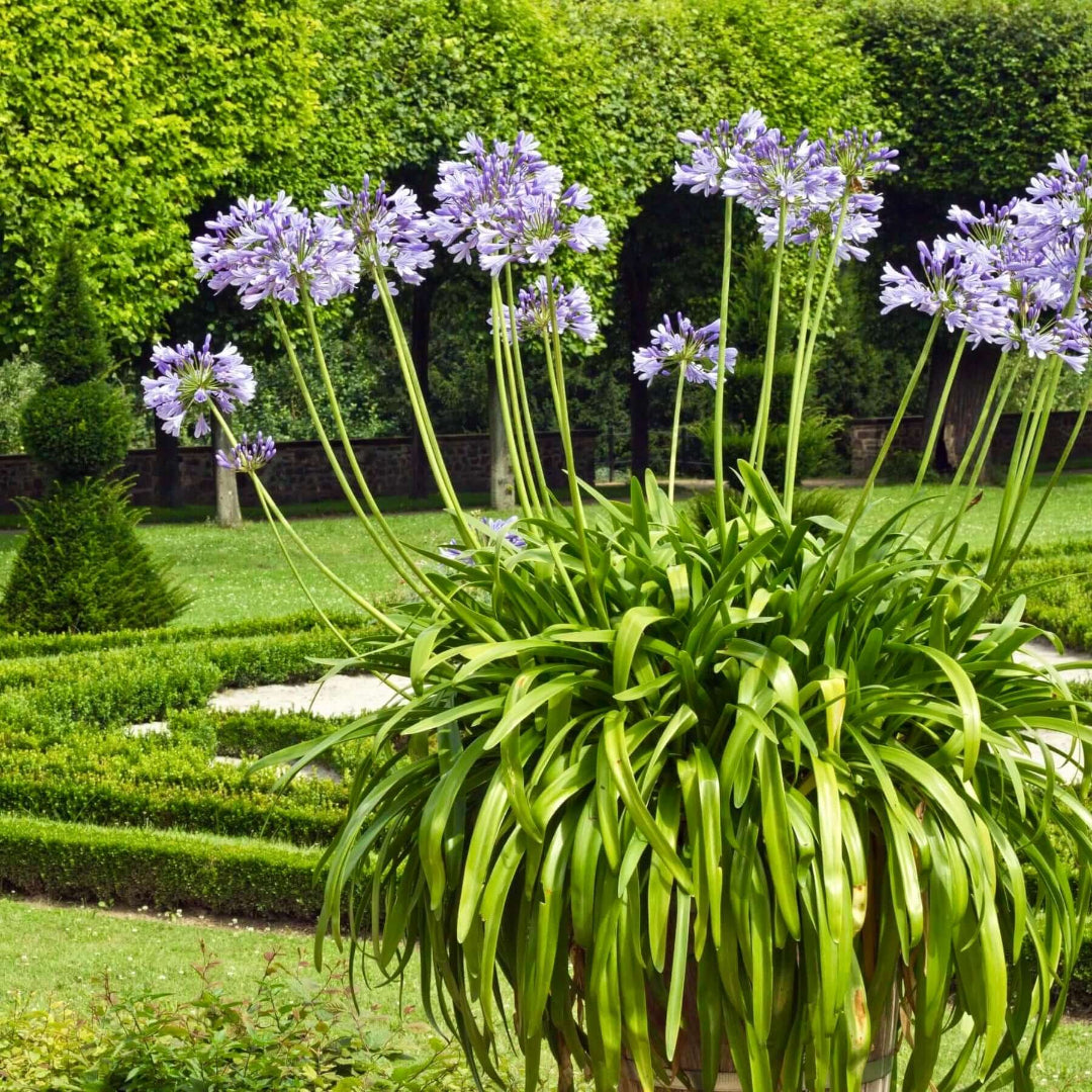 Agapanthus Blue (Lily of the Nile)