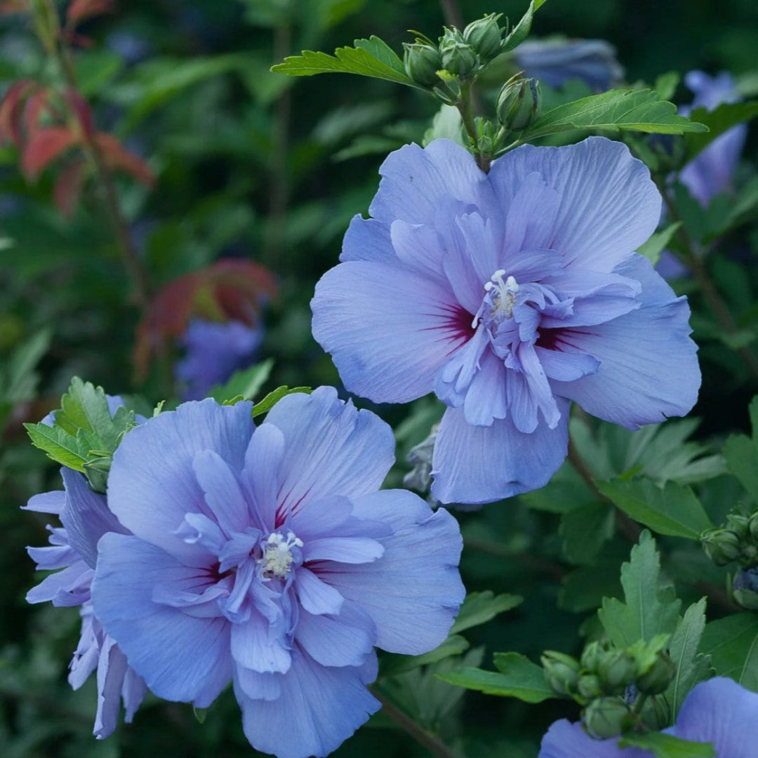 Blue Chiffon Rose of Sharon with blue flowers
