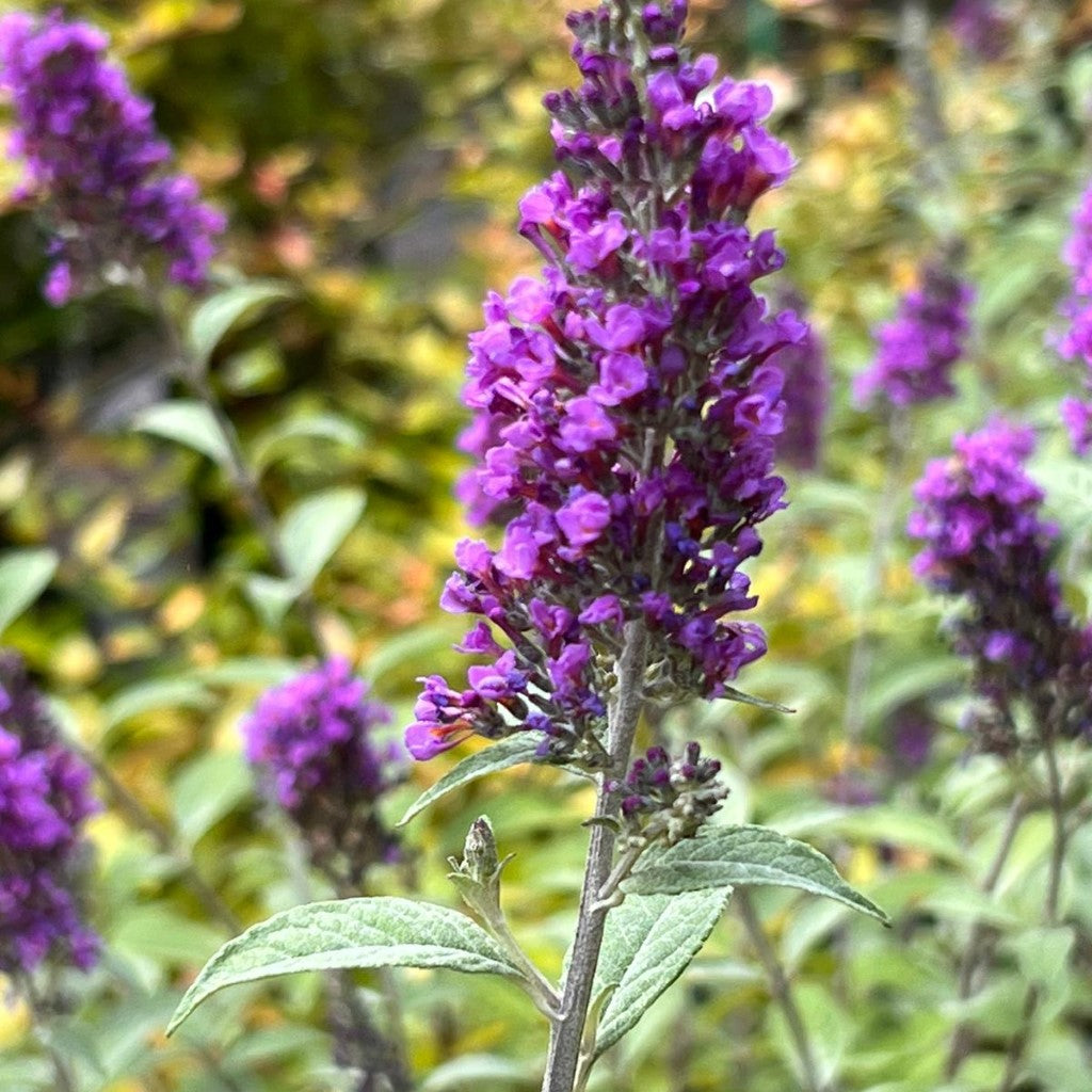 Blue Chip Jr. Butterfly Bush (Low and Behold Variety)