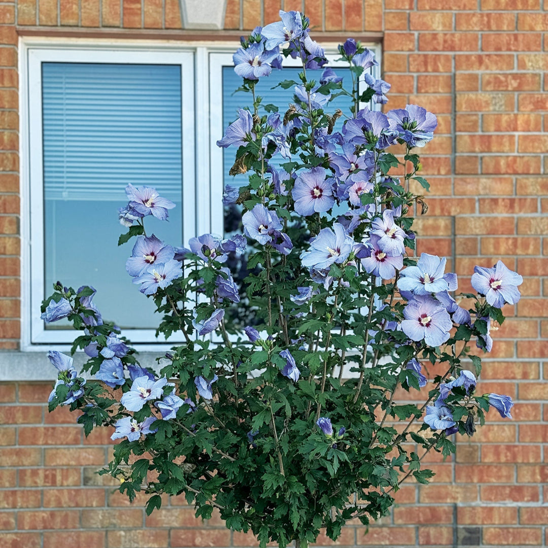 Hibiscus Azurri Blue Satin Shrub Blue with Purple Throat