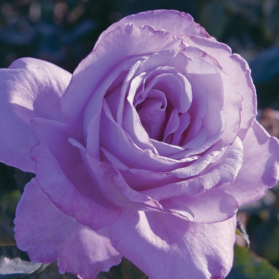 Blue Girl Hybrid Tea Rose