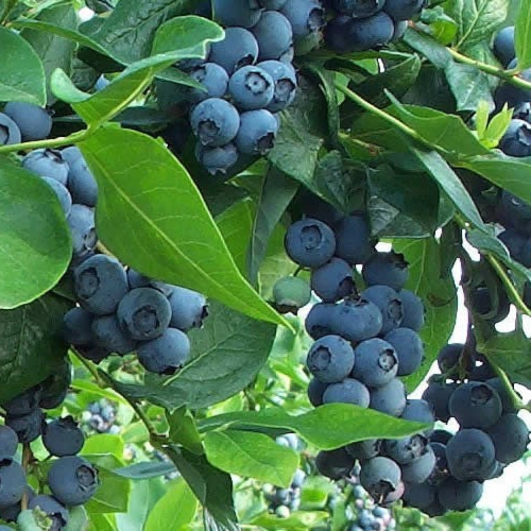 Premier Blueberry Bush