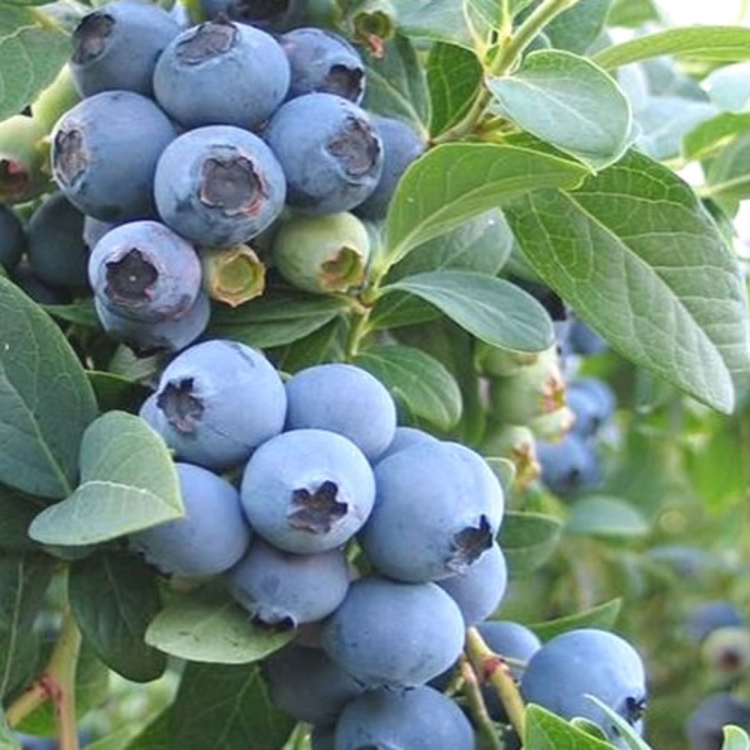 Ochlockonee Blueberry Bush
