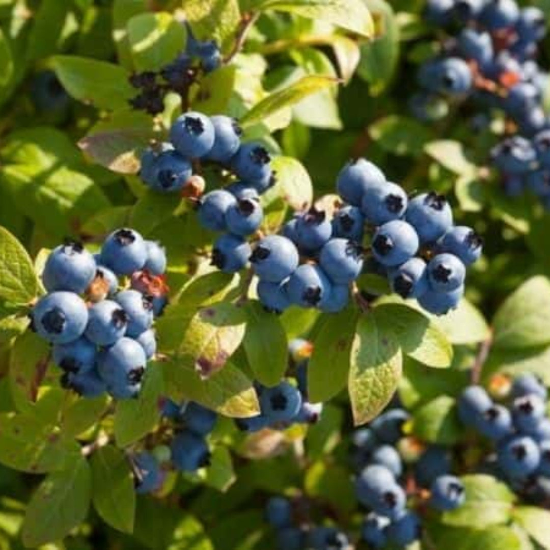 Blueberry Bush Variety Pack Combo
